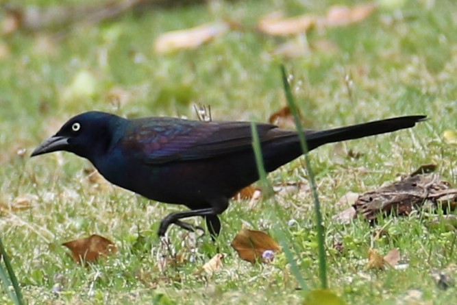 Common Grackle - ML616773954