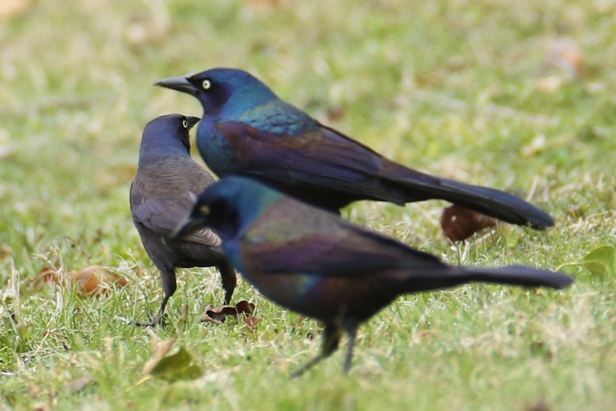 Common Grackle - ML616773957