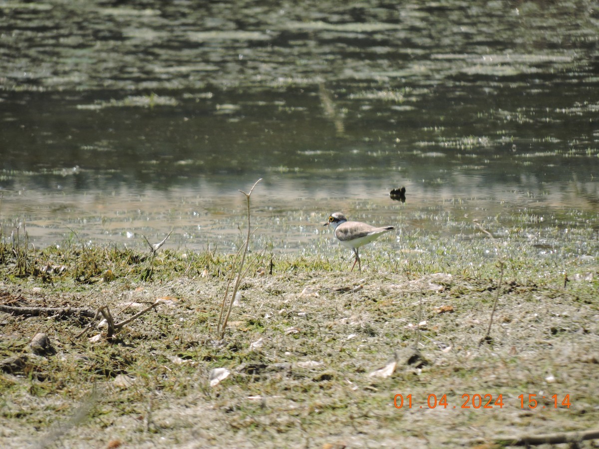 Little Ringed Plover - ML616773958