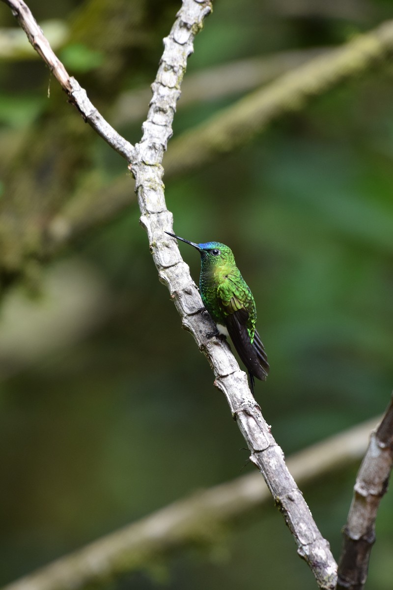 Sapphire-vented Puffleg - Nick Kowalske