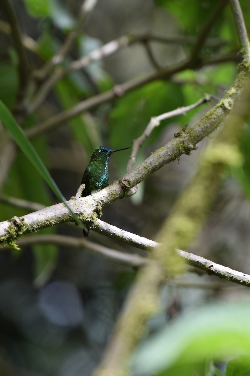 Sapphire-vented Puffleg - Nick Kowalske