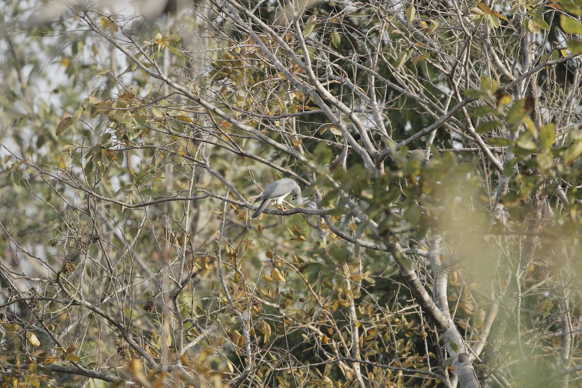 Ovambo Sparrowhawk - Beate Apfelbeck