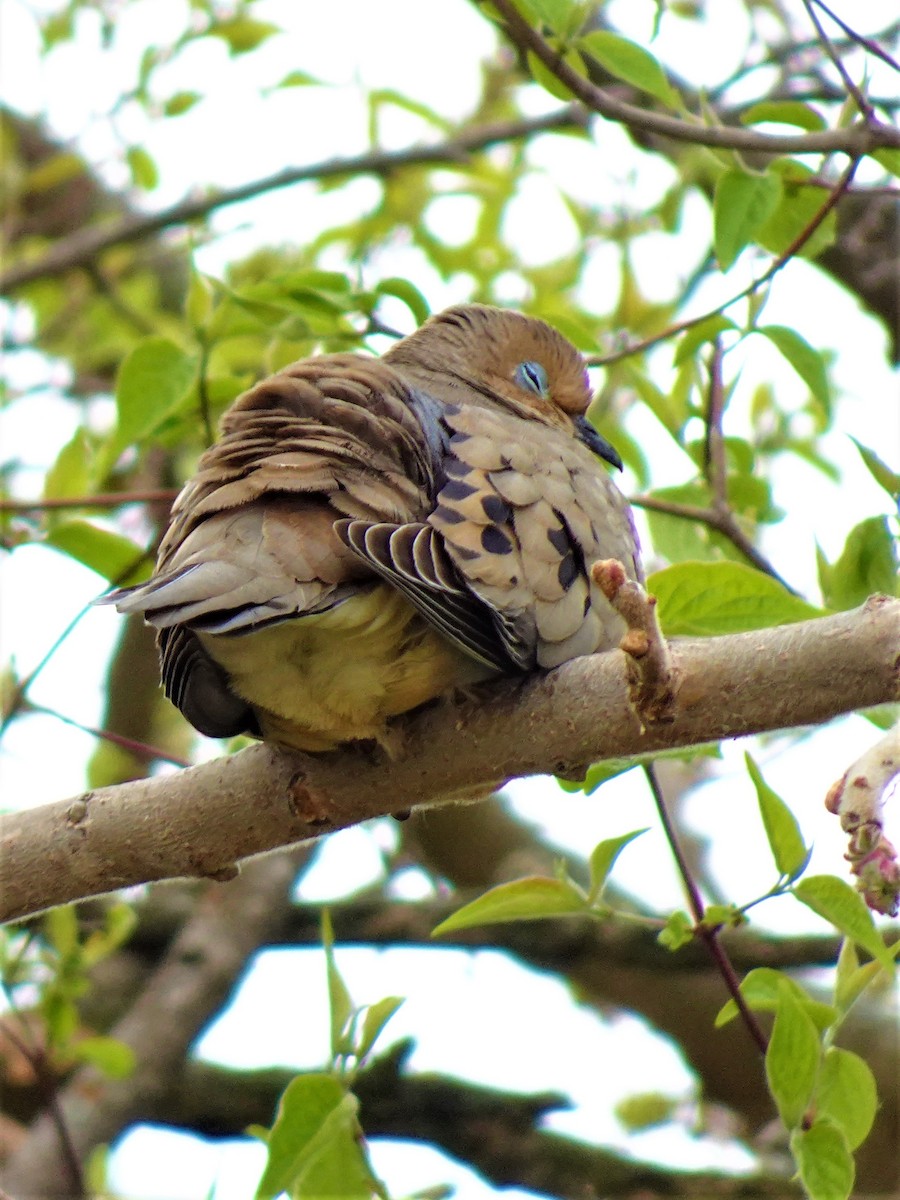 Mourning Dove - ami horowitz