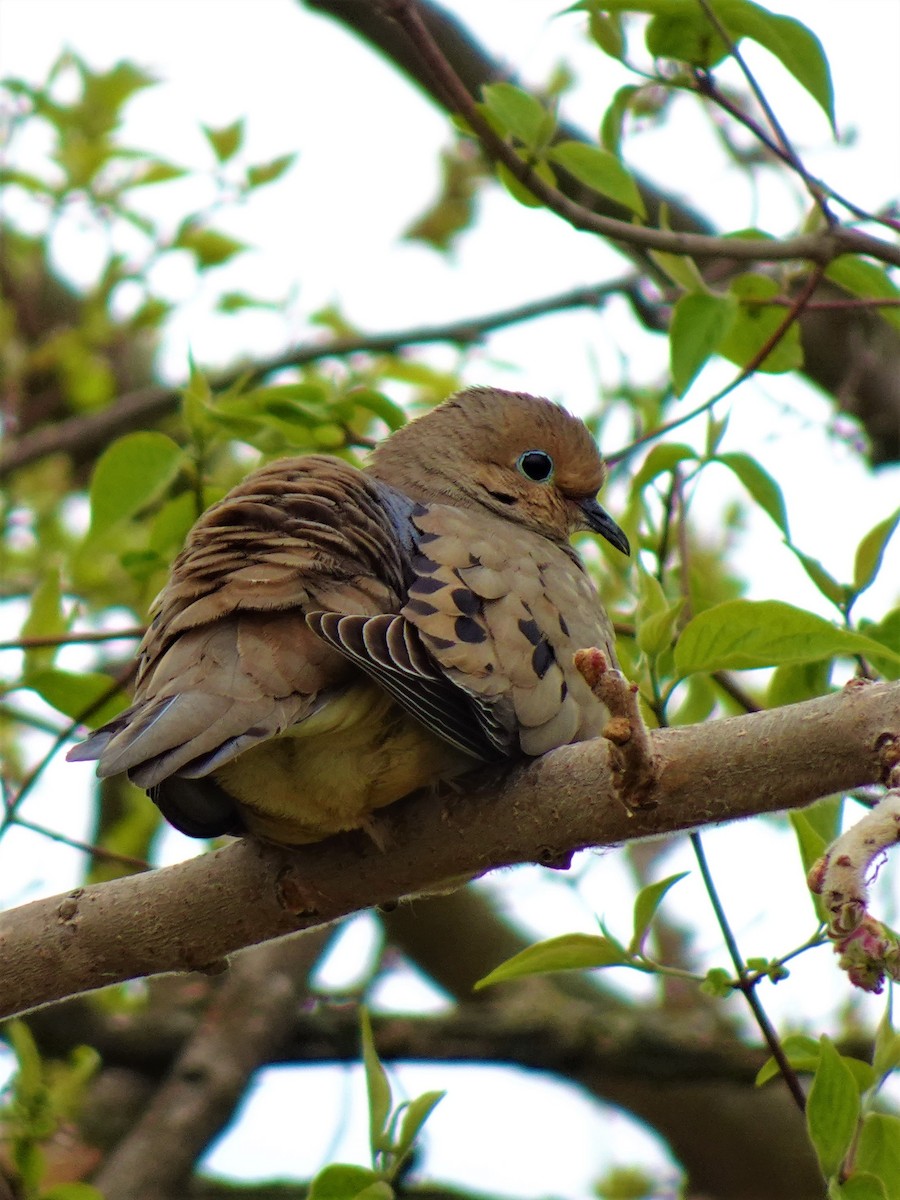 Mourning Dove - ami horowitz