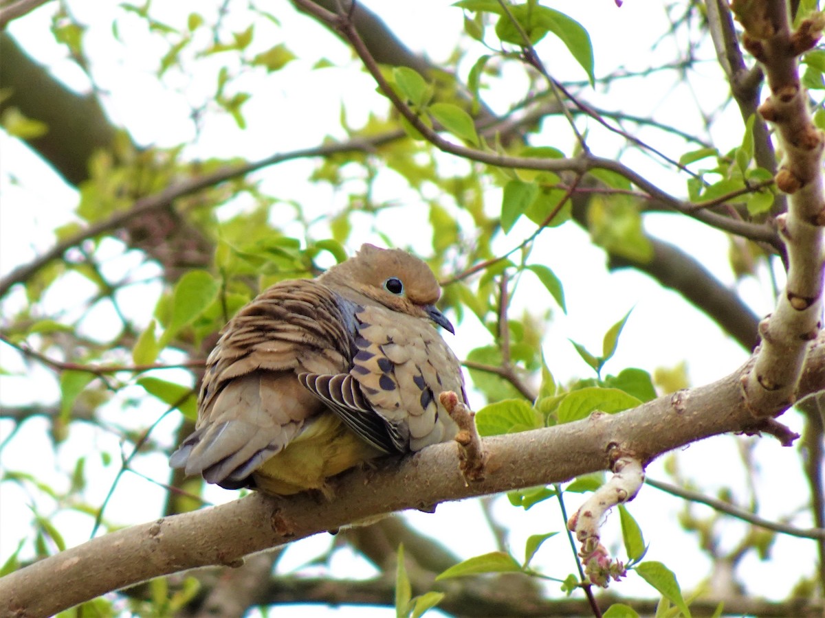 Mourning Dove - ami horowitz