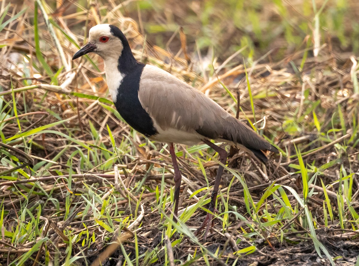 Vanneau à ailes blanches - ML616774131