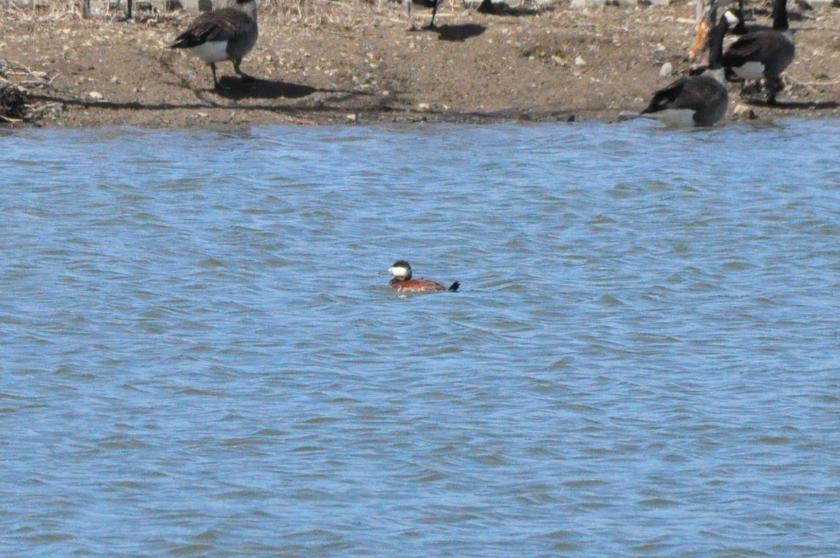 Ruddy Duck - ML616774149