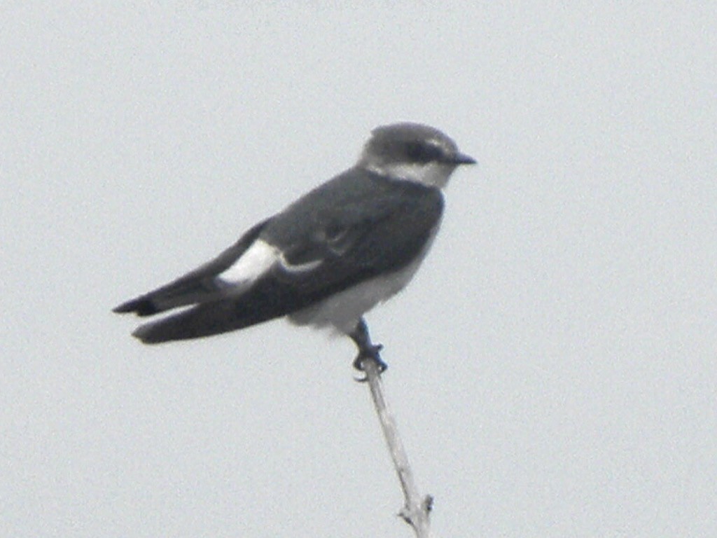 Mangrove Swallow - ML616774153