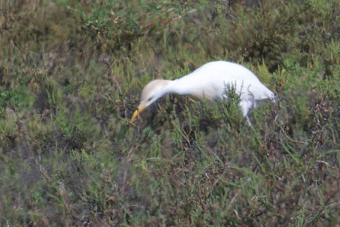 Western Cattle Egret - ML616774183