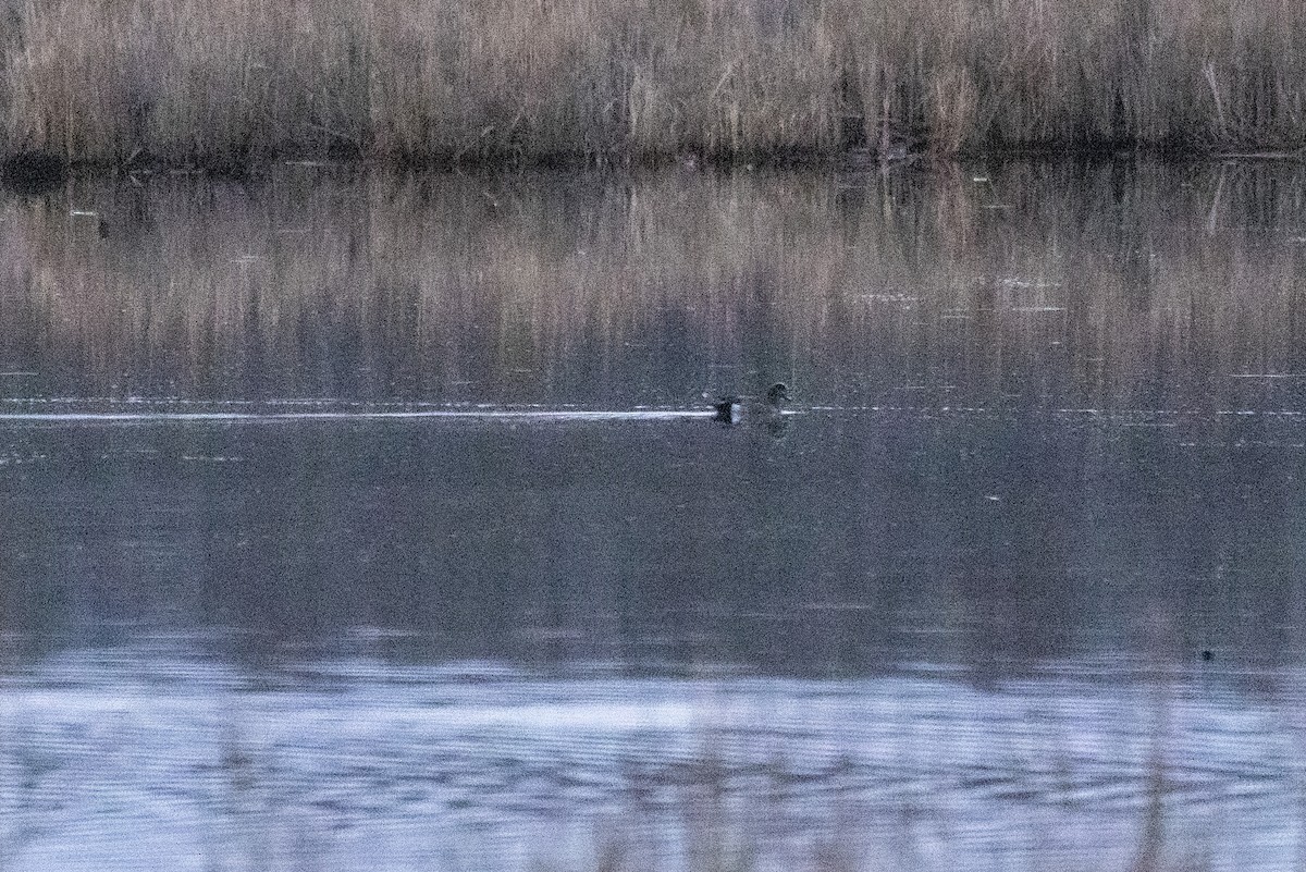 American Wigeon - ML616774187