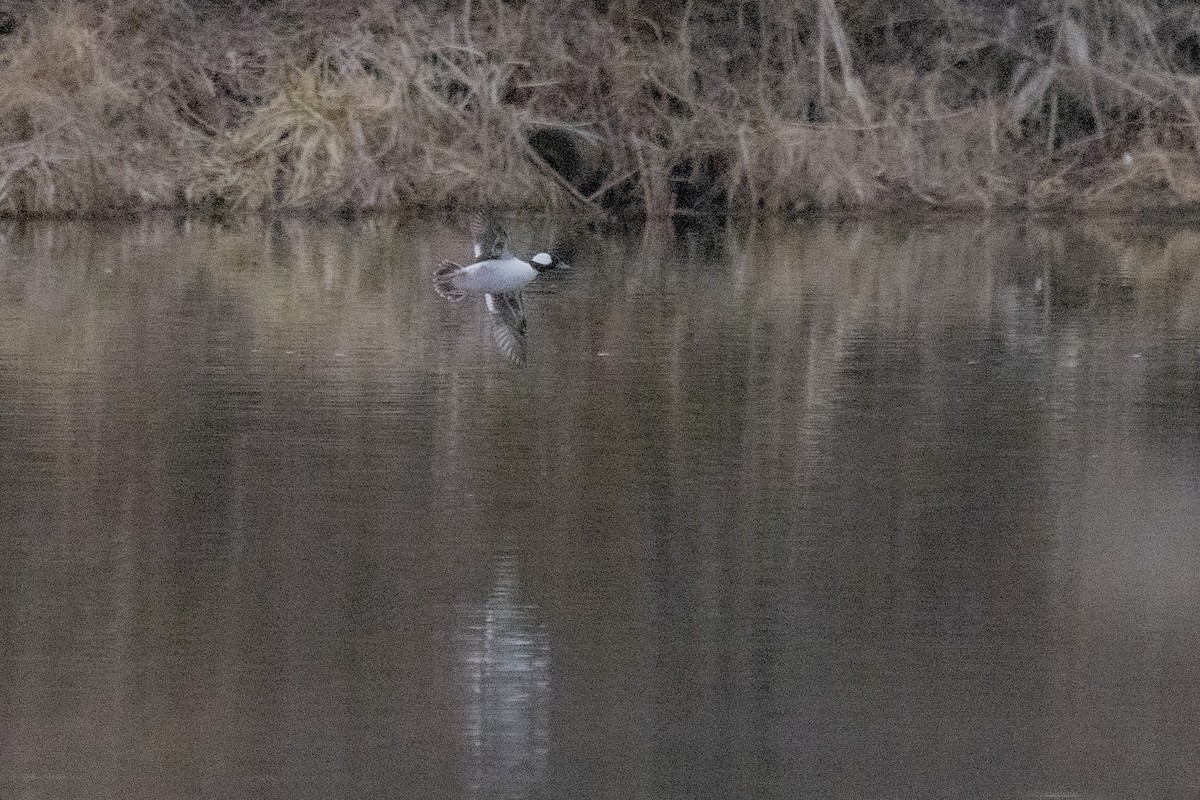 Bufflehead - ML616774202