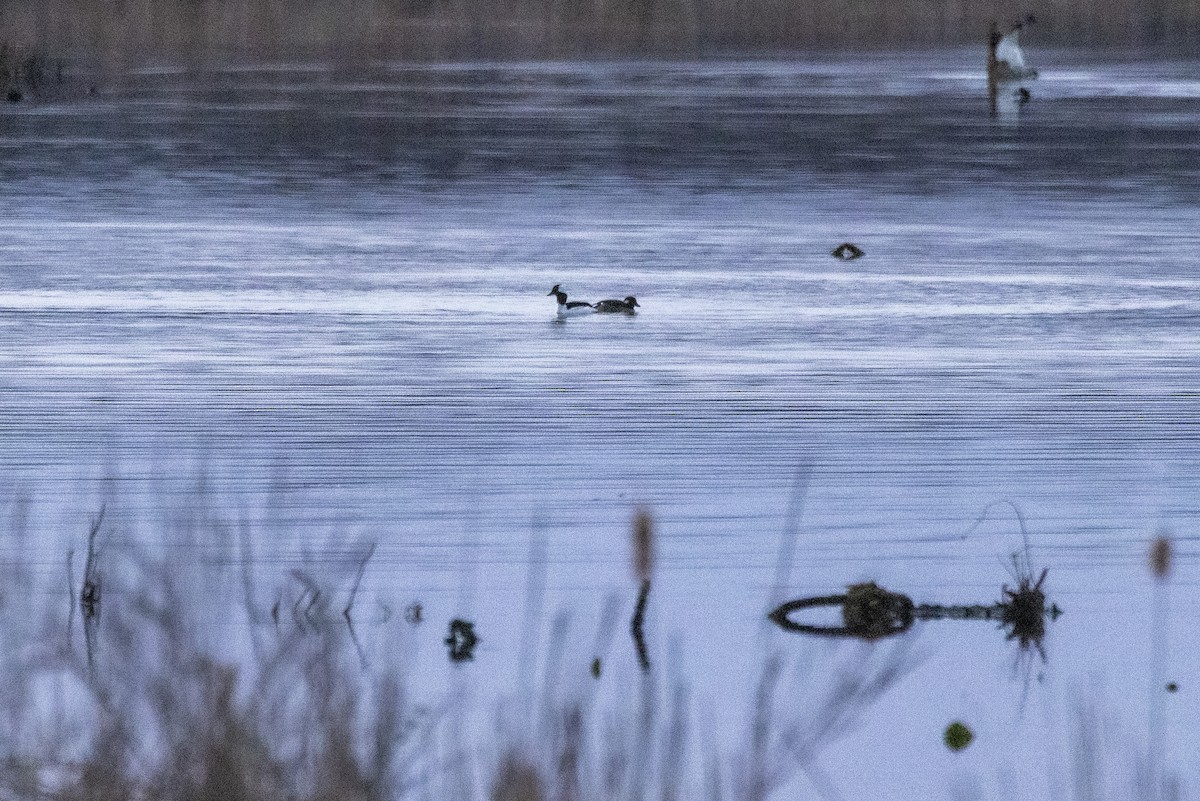 Bufflehead - Ed kendall