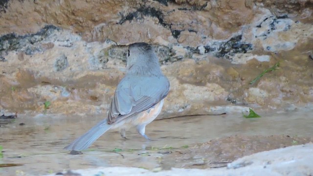 Black-crested Titmouse - ML616774210