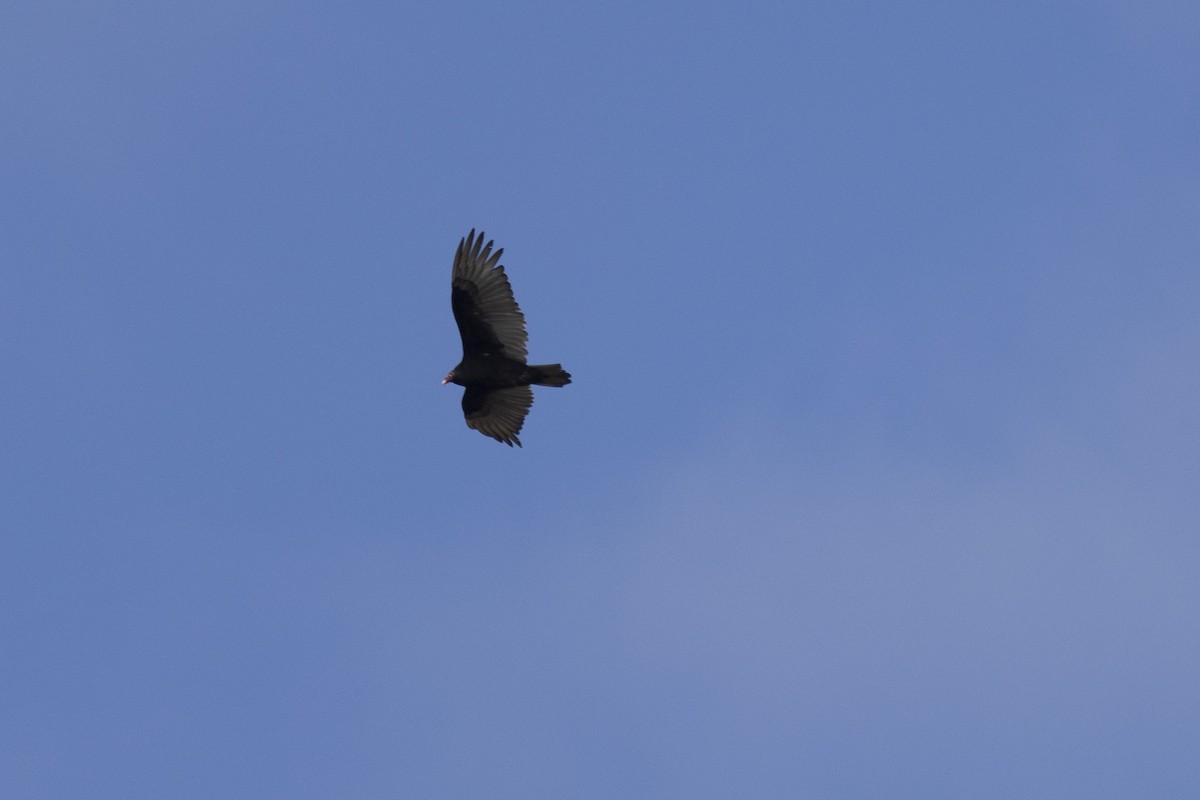 Turkey Vulture - ML616774218