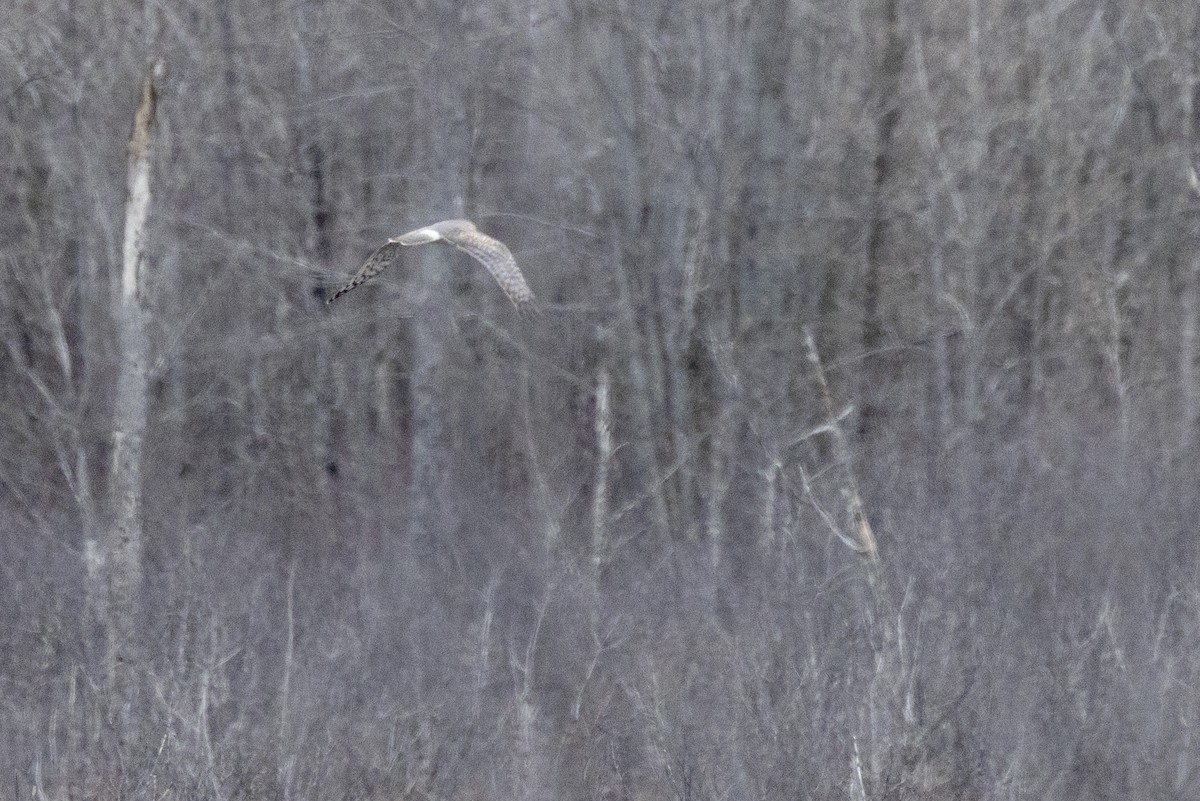 Northern Harrier - ML616774222