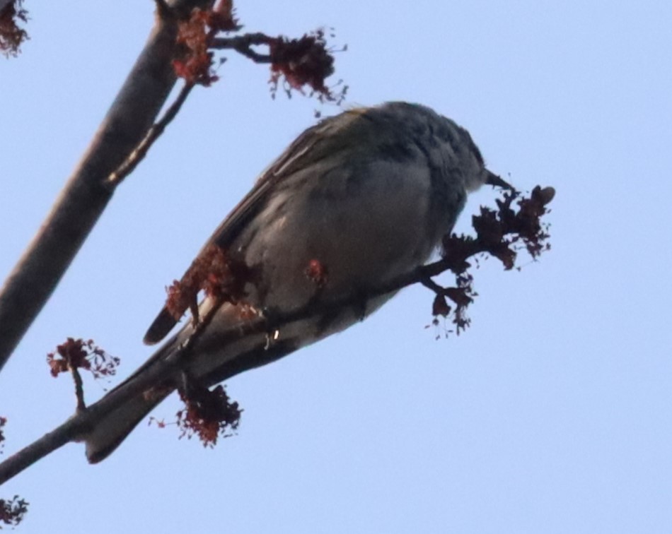 Yellow-rumped Warbler - Gautham Mohan