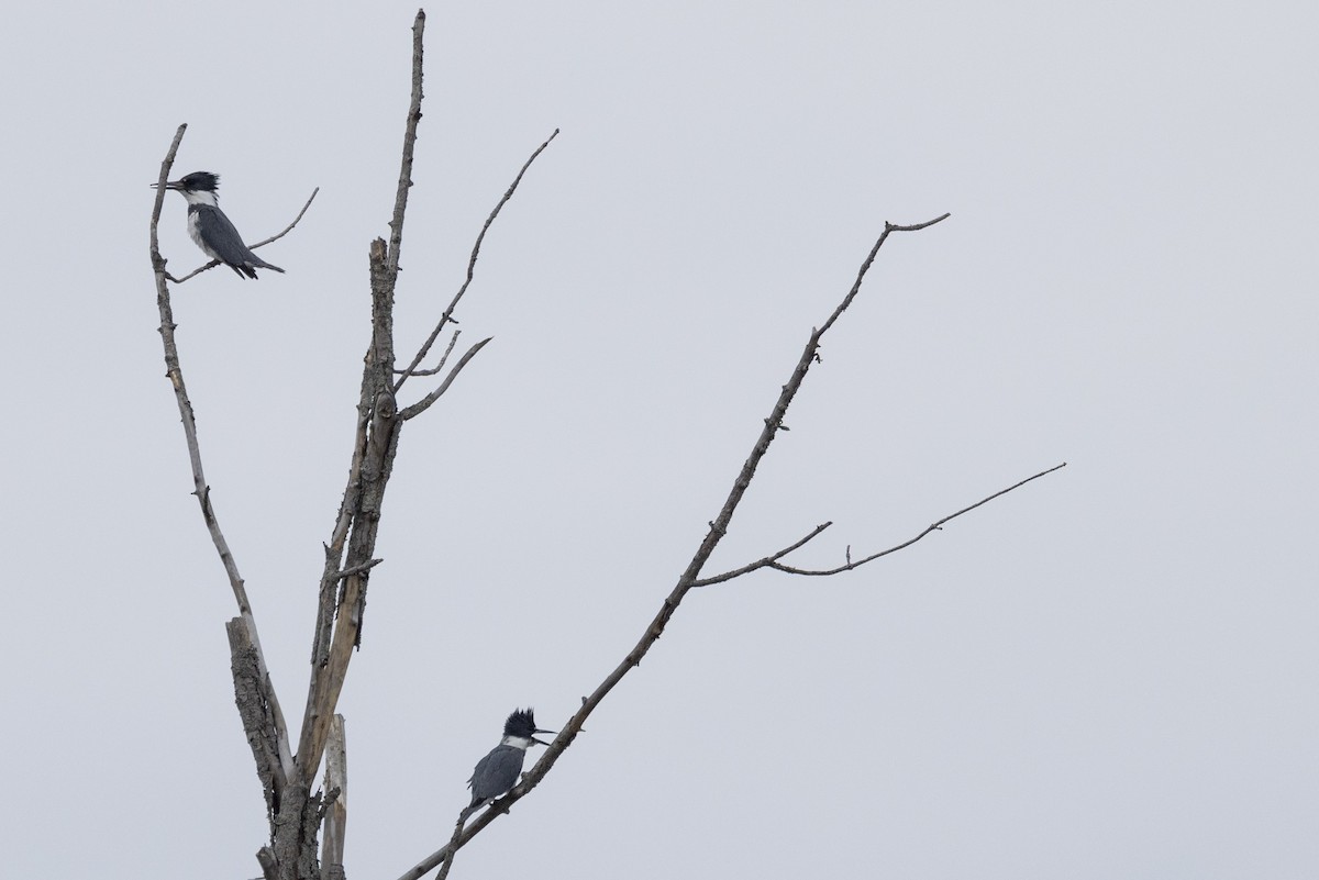 Belted Kingfisher - ML616774240