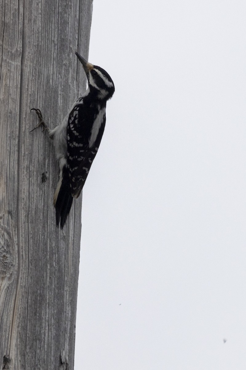 Hairy Woodpecker - ML616774245