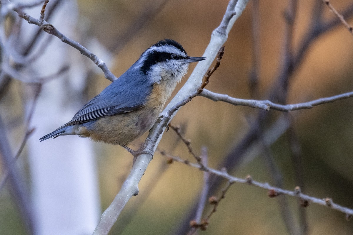 Red-breasted Nuthatch - ML616774252
