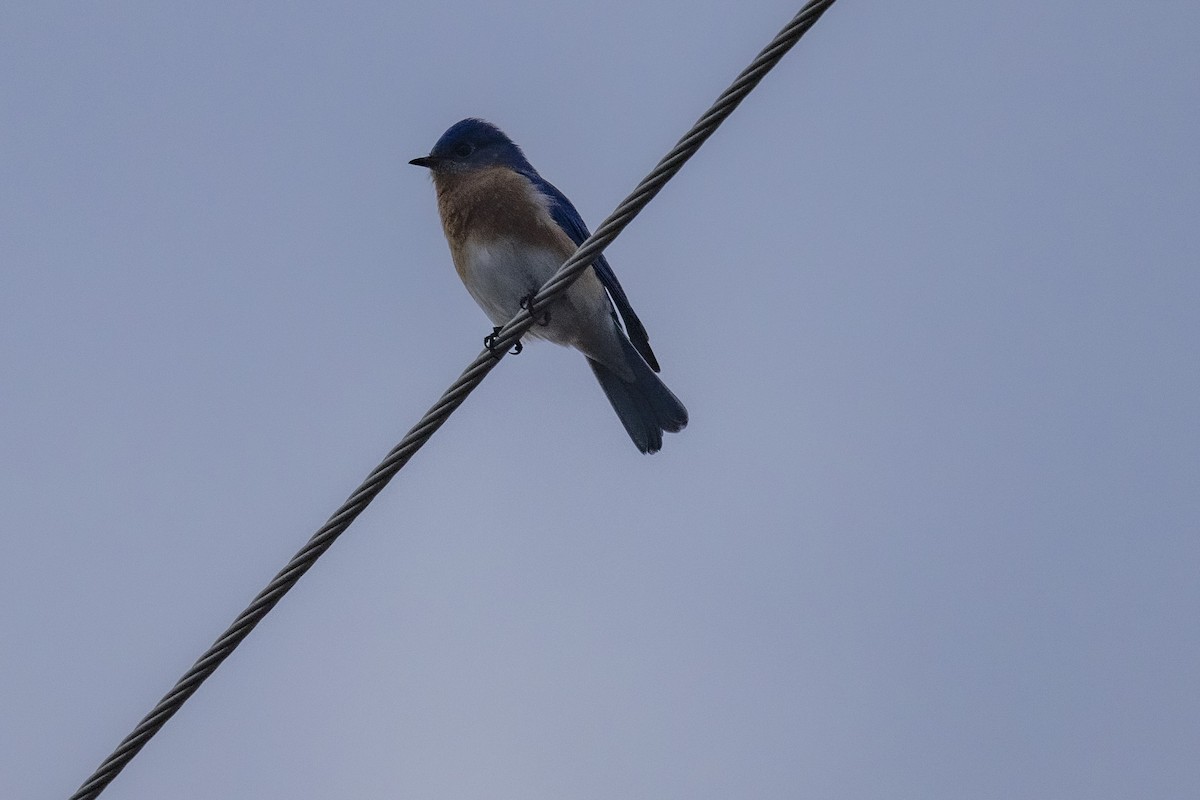 Eastern Bluebird - ML616774255