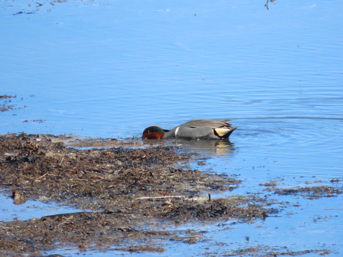 Green-winged Teal - Mary Kennedy