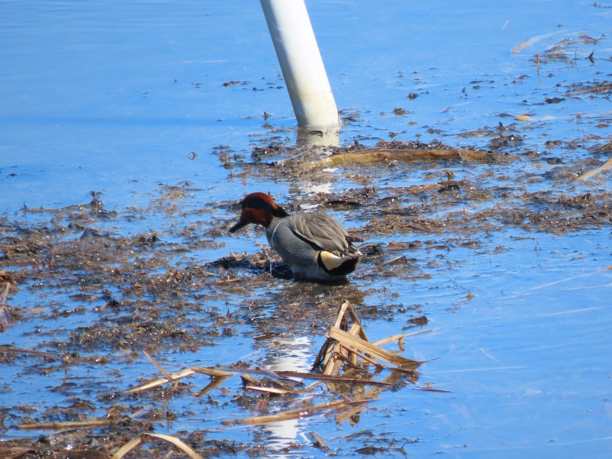 Green-winged Teal - ML616774280