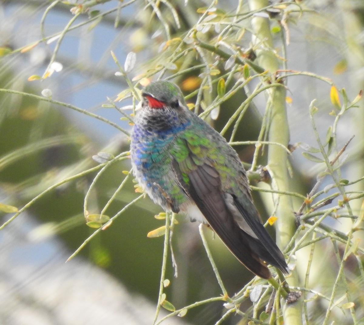 Colibrí Piquiancho Común - ML616774287