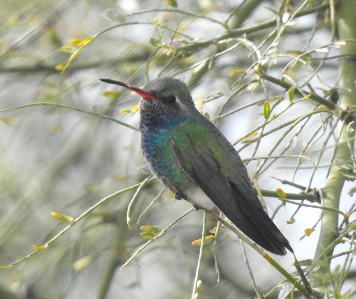 Colibrí Piquiancho Común - ML616774288