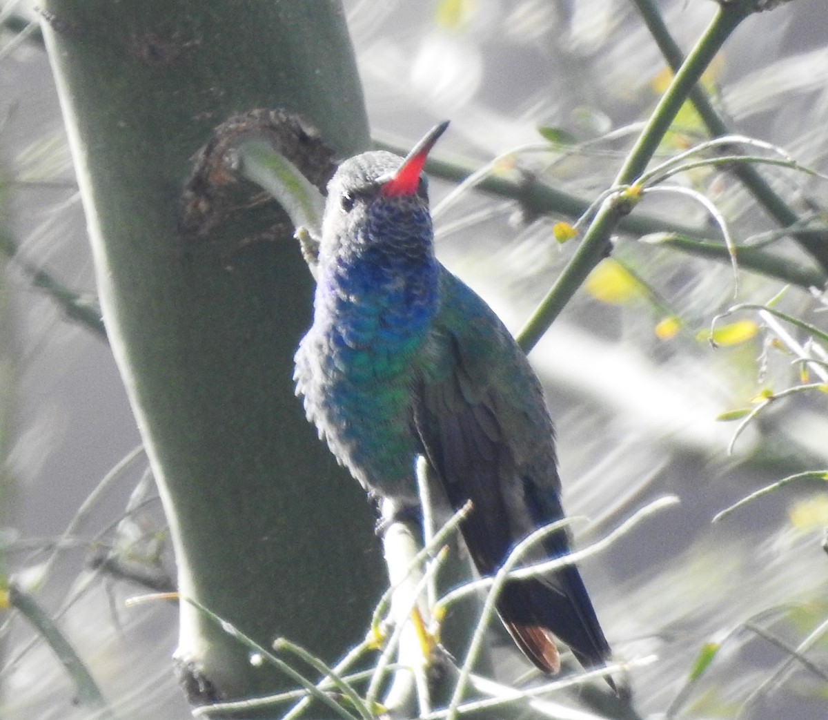 Broad-billed Hummingbird - Keith Condon