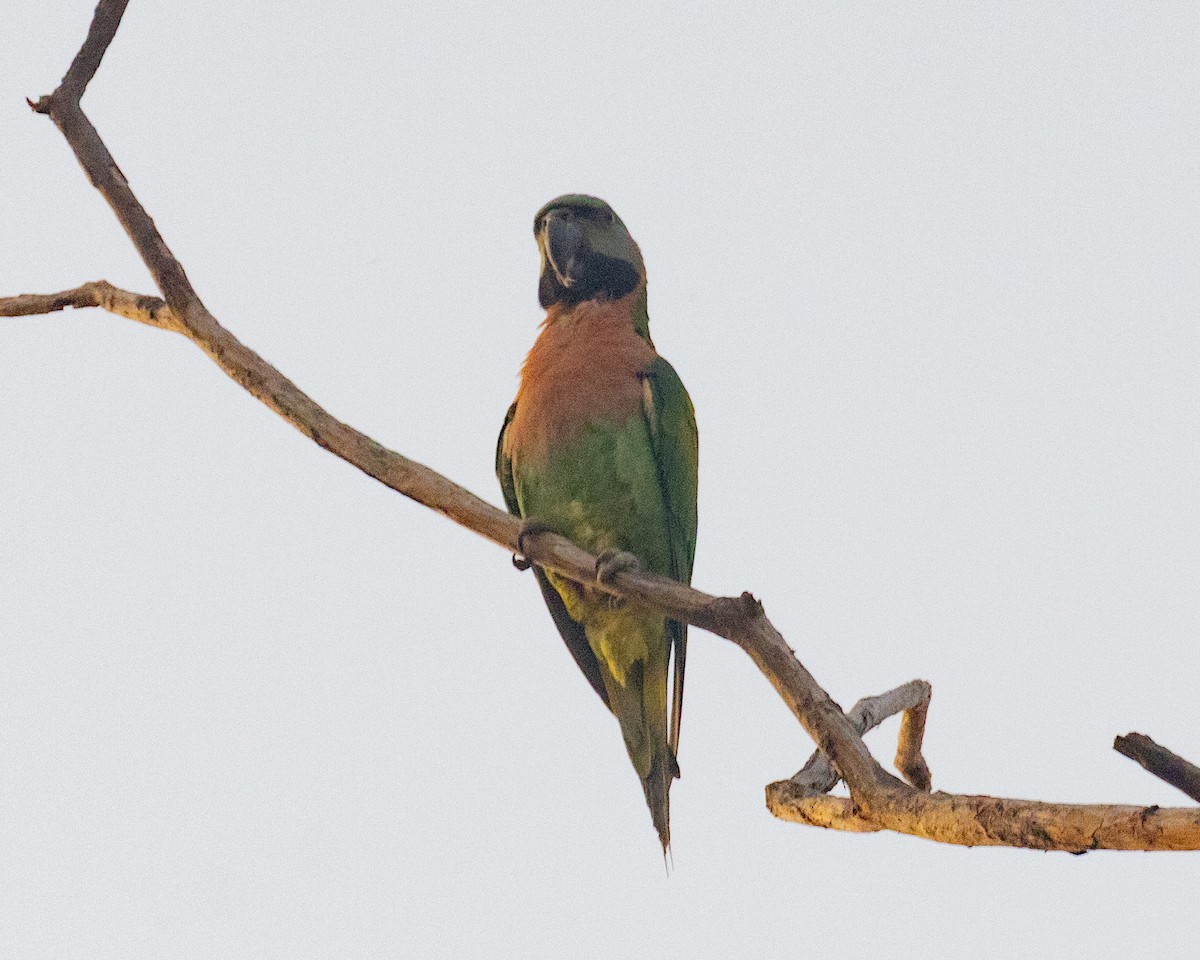 Red-breasted Parakeet - ML616774290