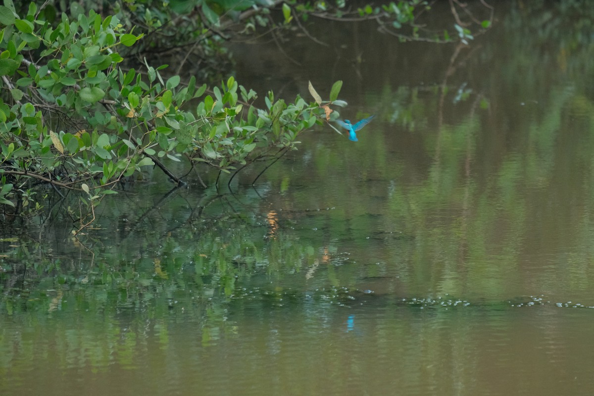 Common Kingfisher - ML616774328