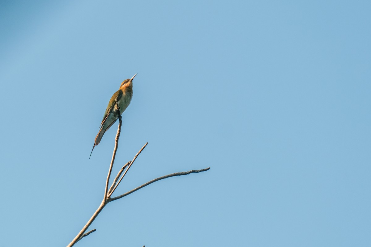 Asian Green Bee-eater - ML616774368