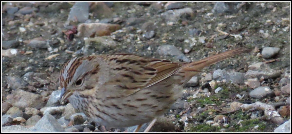 Lincoln's Sparrow - ML616774371