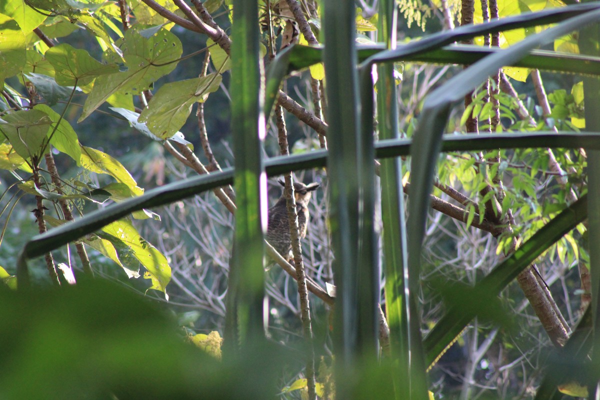 Barred Eagle-Owl - ML616774374