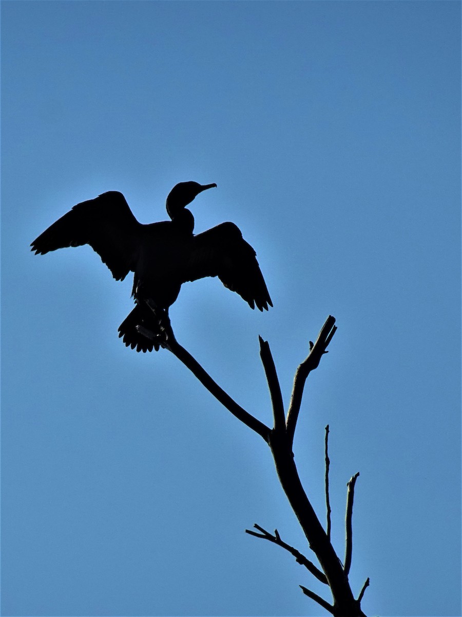 Double-crested Cormorant - ML616774405