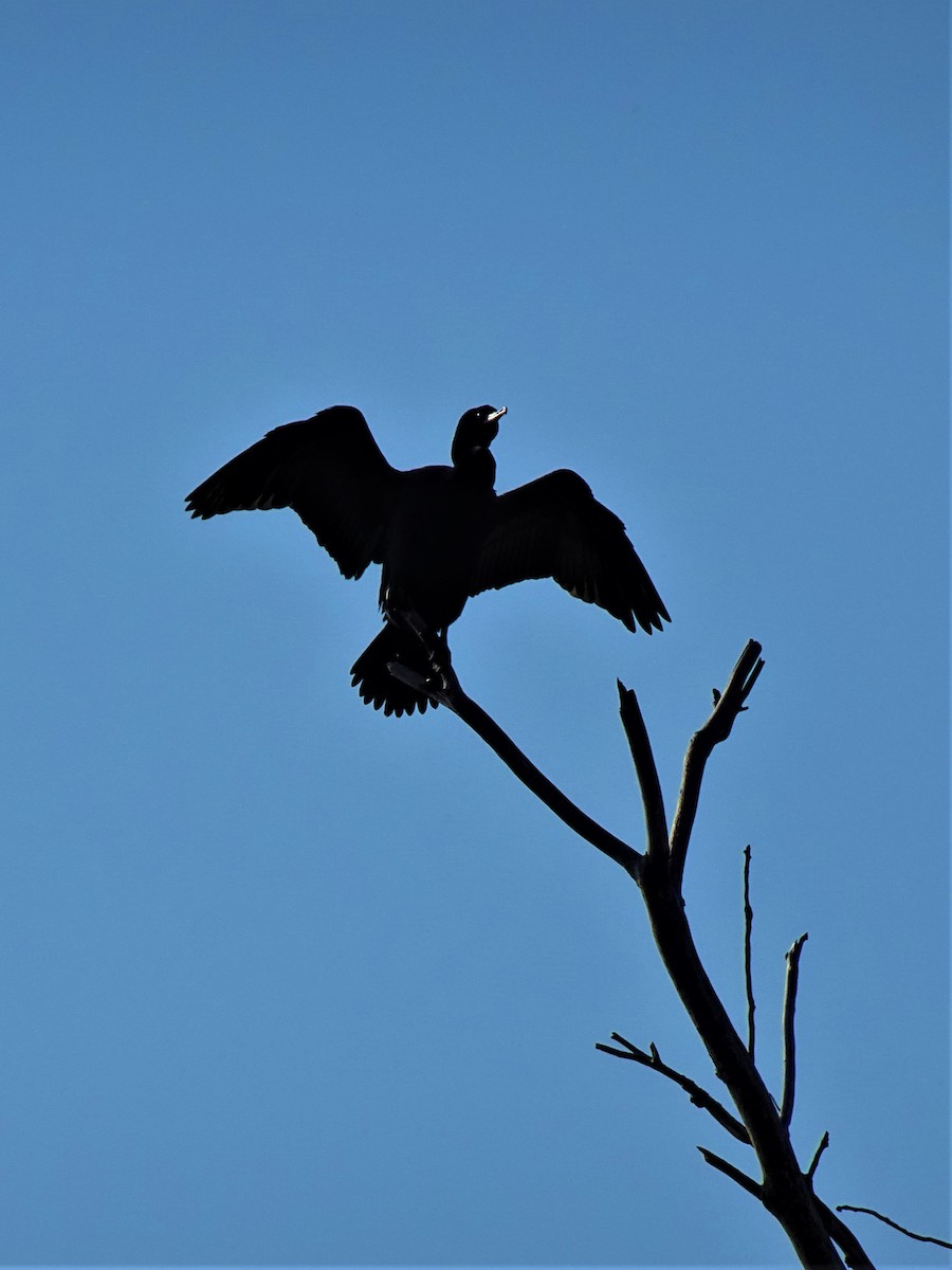 Double-crested Cormorant - ML616774406