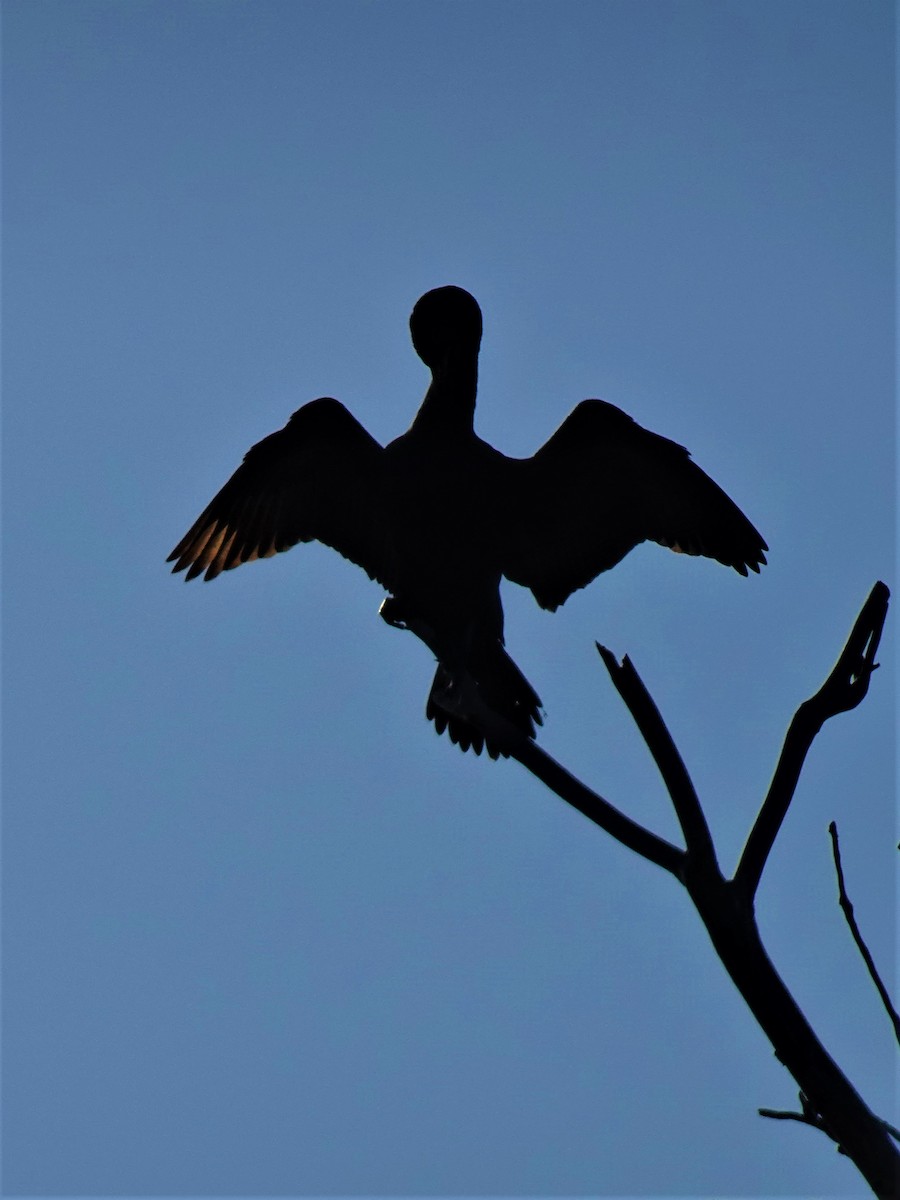 Double-crested Cormorant - ML616774407