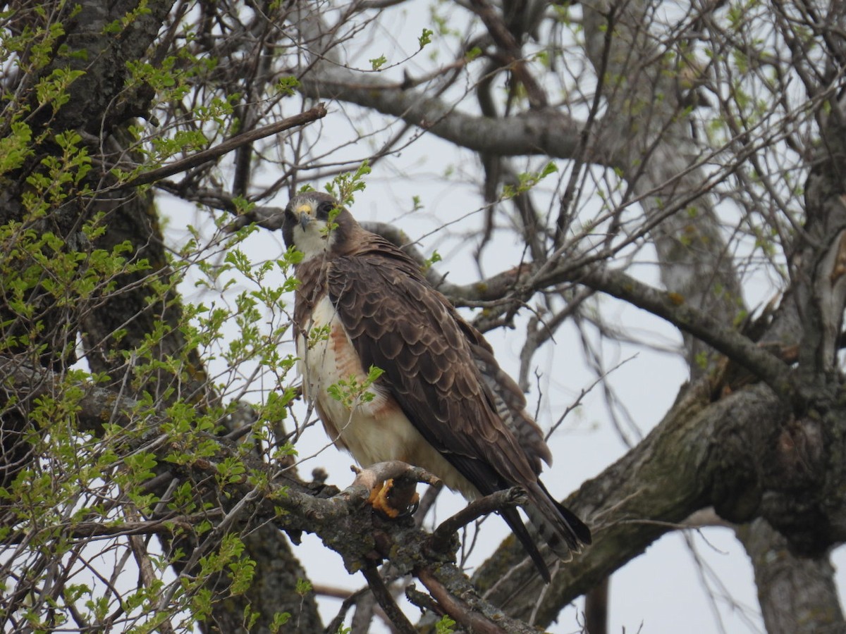 Swainson's Hawk - ML616774438