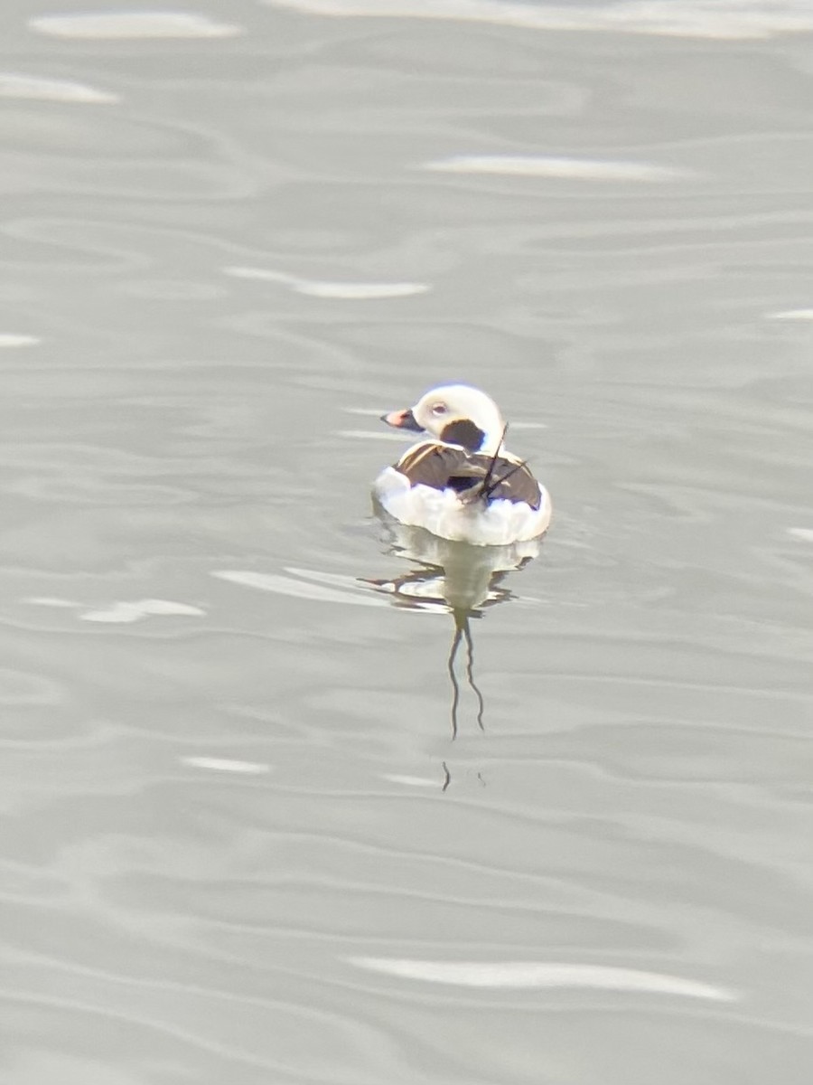 Long-tailed Duck - Aya Howard