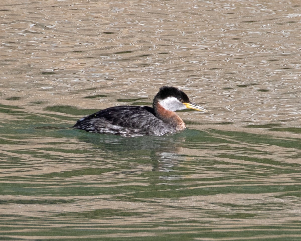 赤頸鸊鷉 - ML616774478