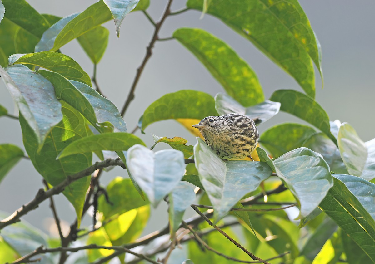 Arrowhead Warbler - ML616774483