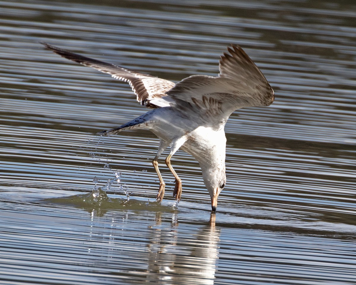 Ring-billed Gull - Don Marsh