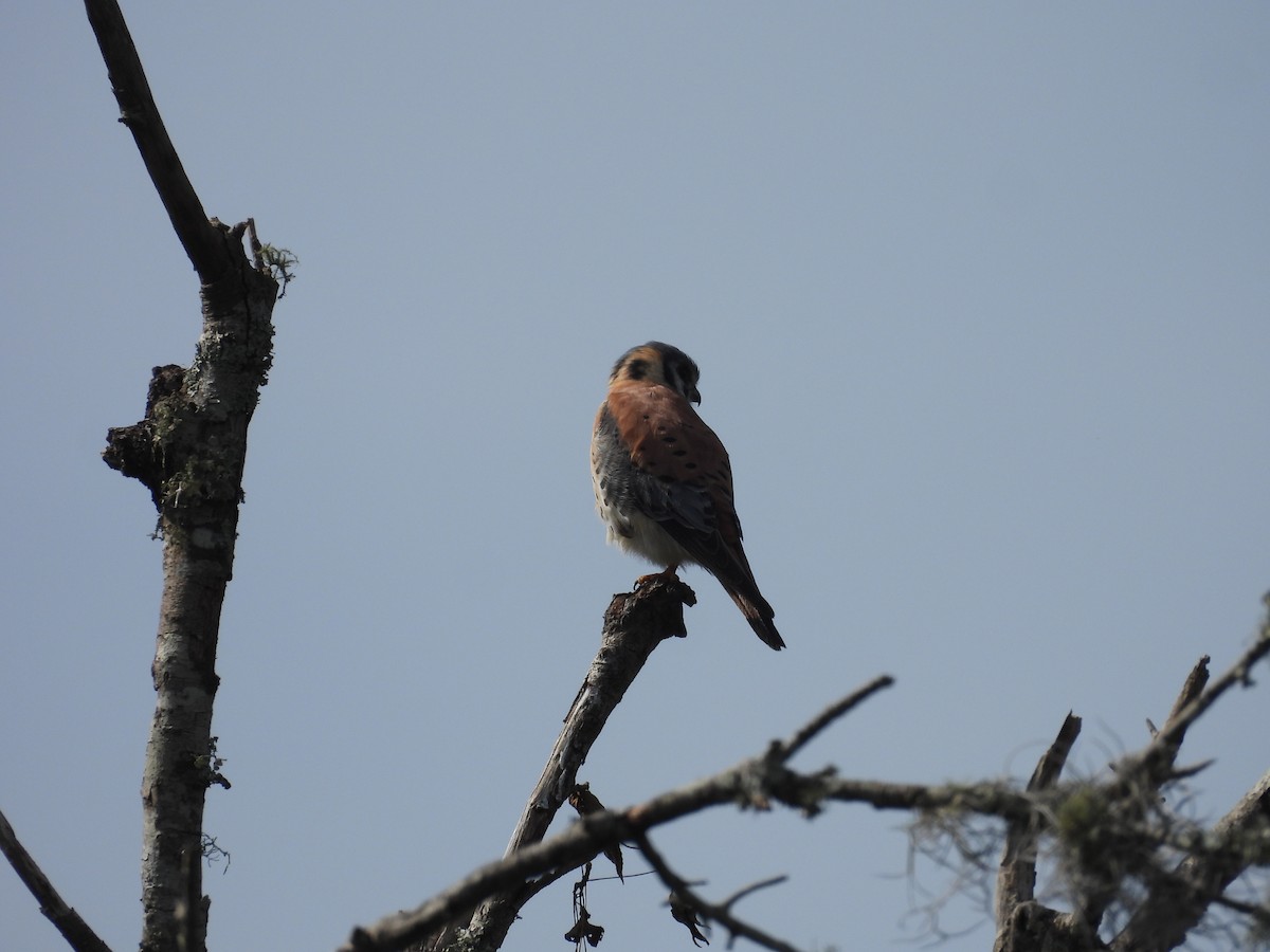 American Kestrel - ML616774522