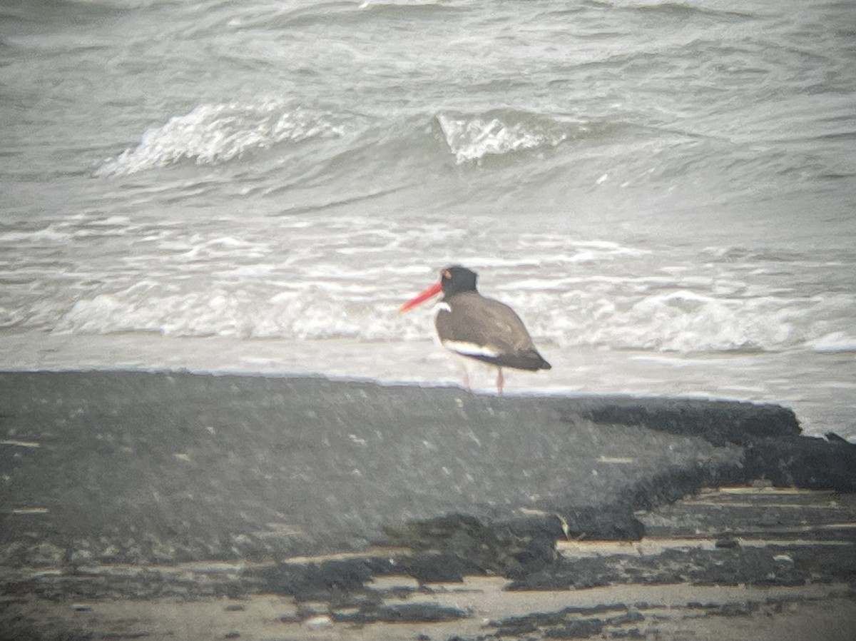 American Oystercatcher - Alex Colucci