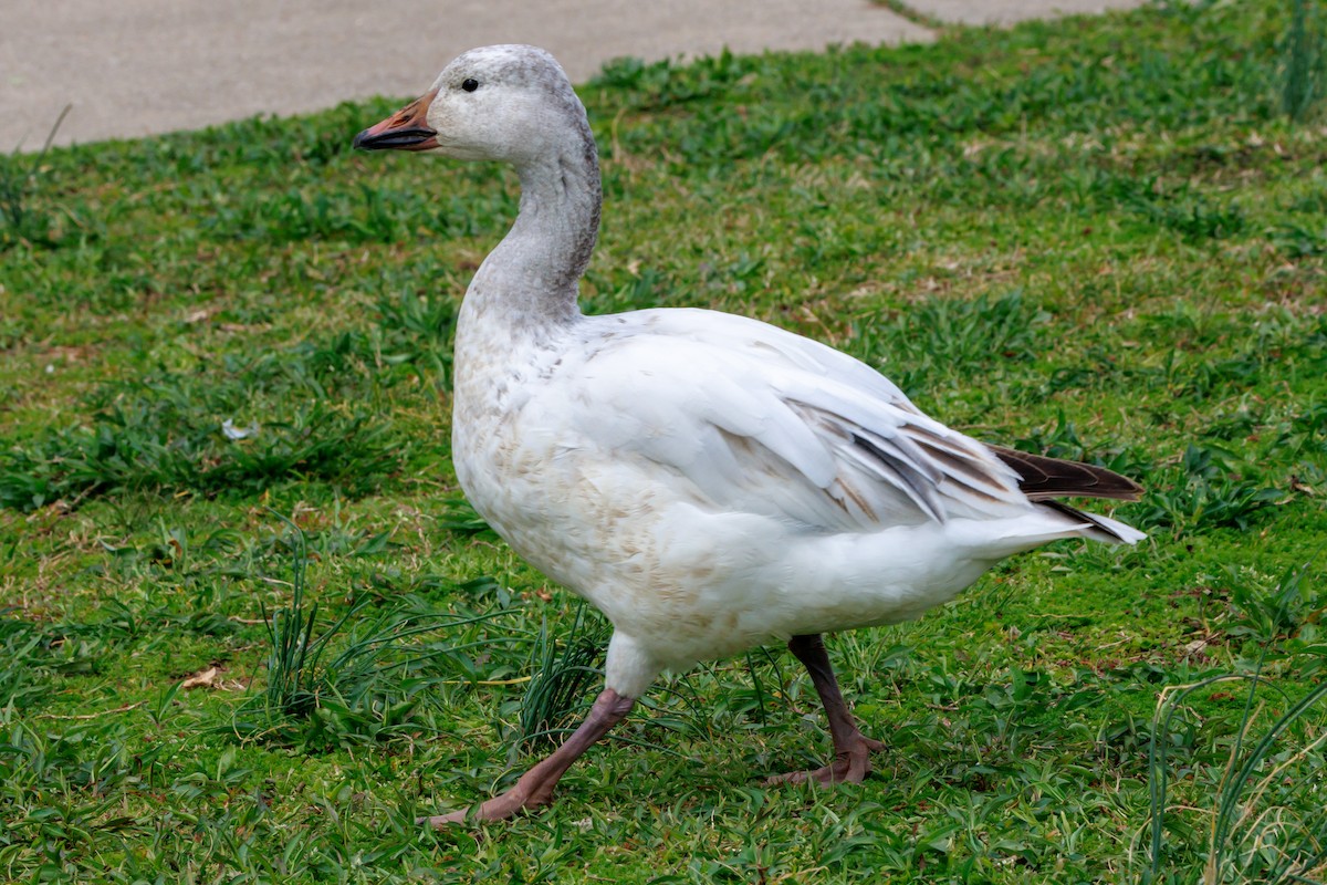 Snow Goose - Tim Loyd