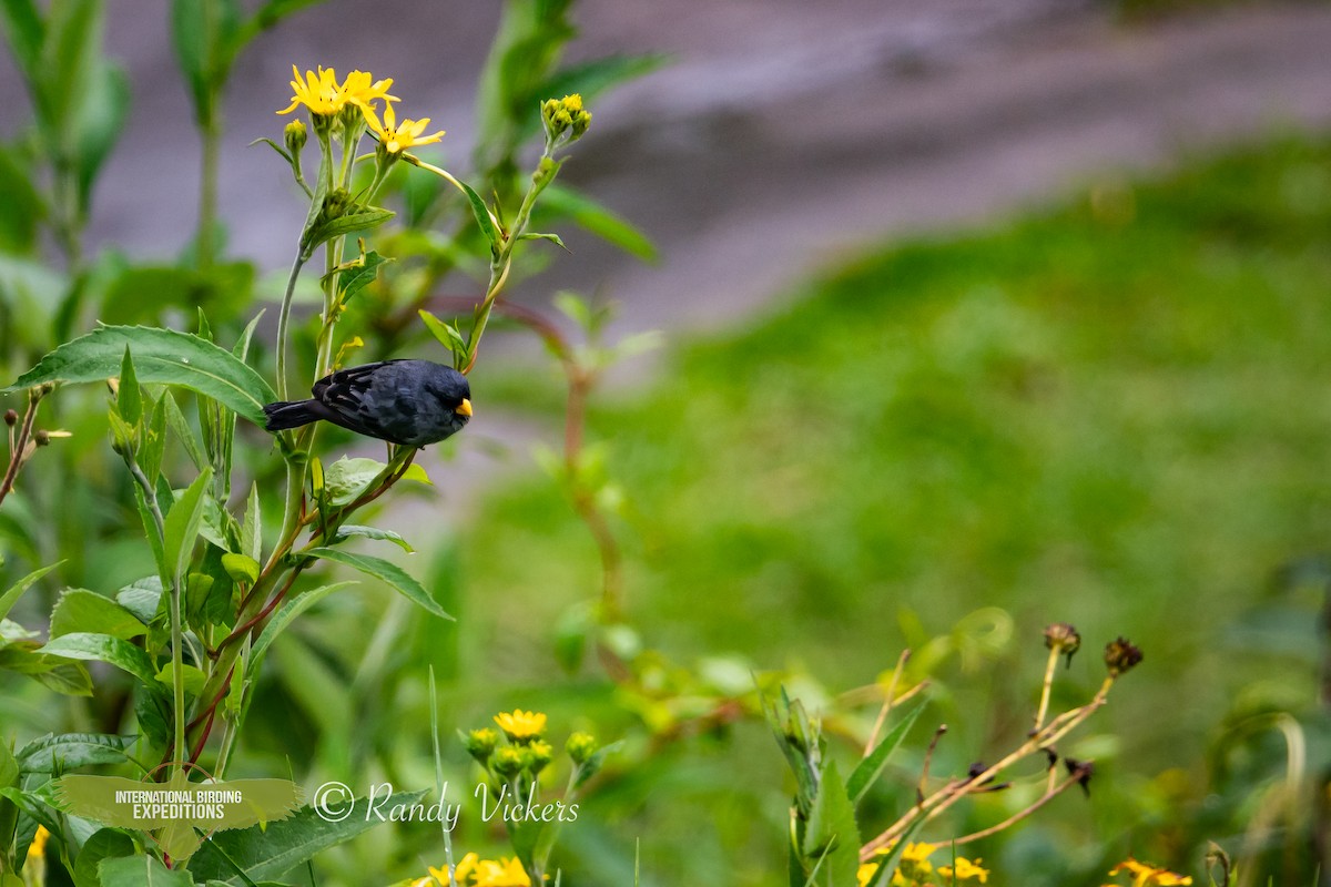 Band-tailed Seedeater - ML616774576