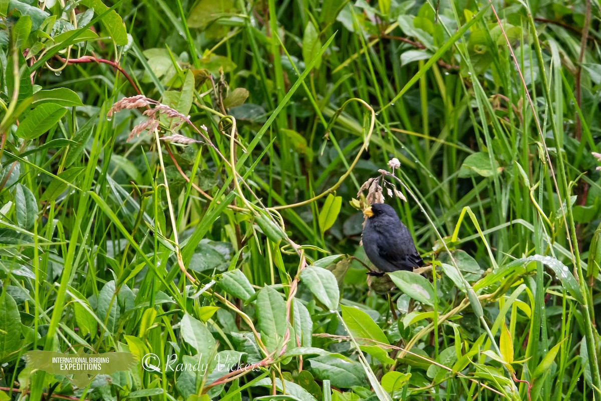 Band-tailed Seedeater - ML616774577