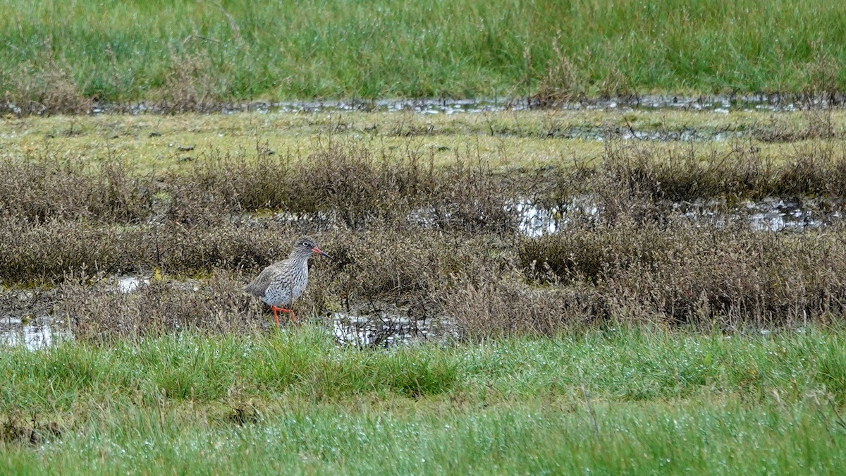 Common Redshank - ML616774612