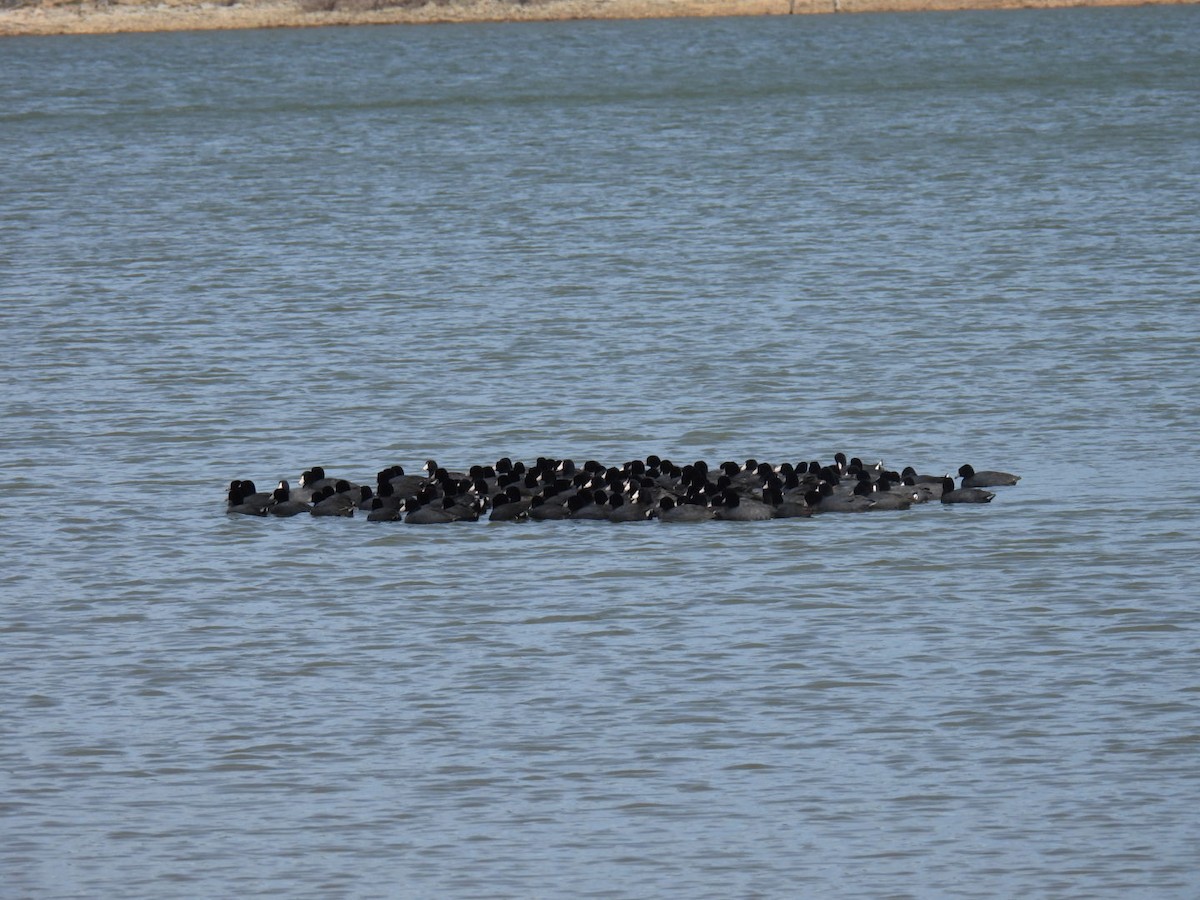 American Coot - ML616774614