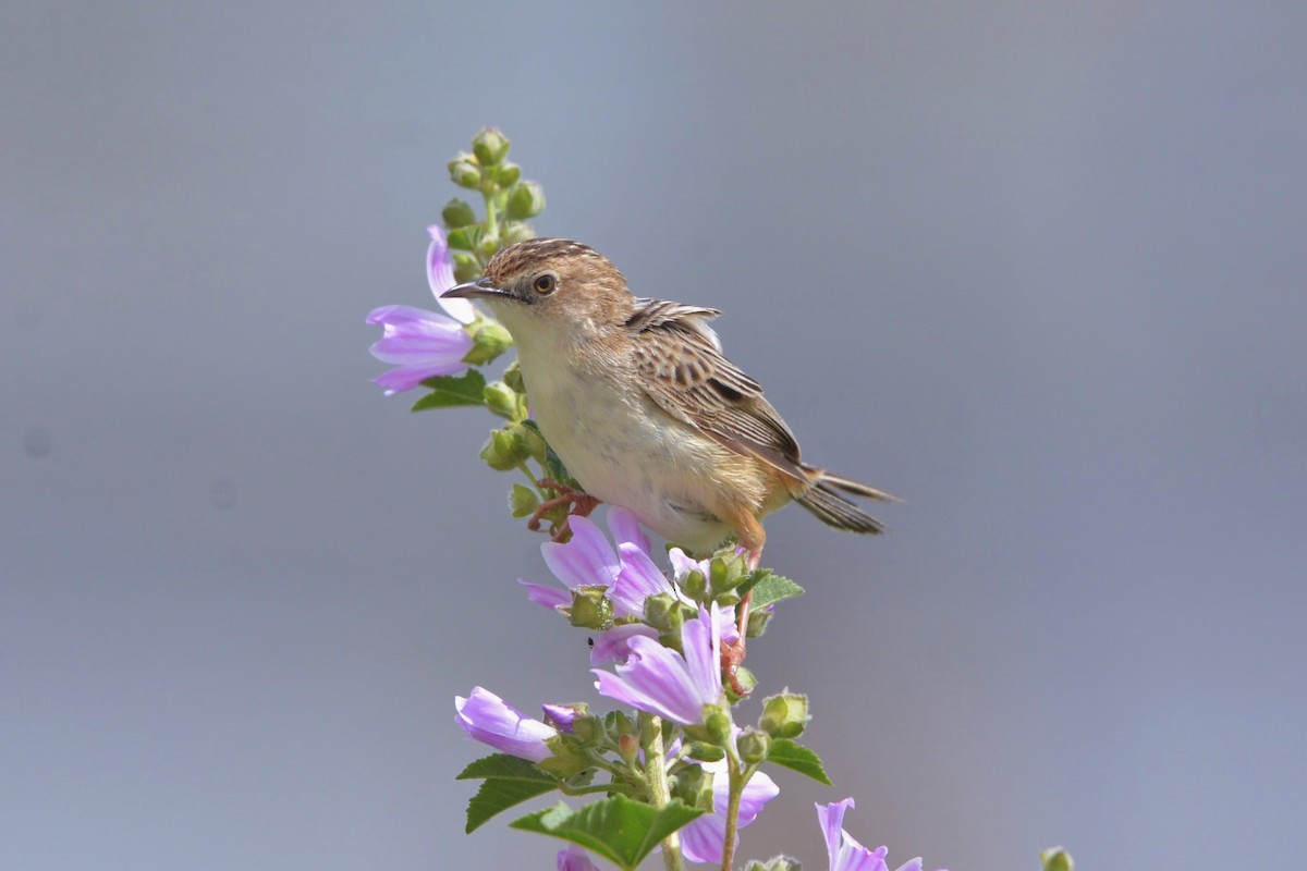 Zitting Cisticola - Júlio César Machado